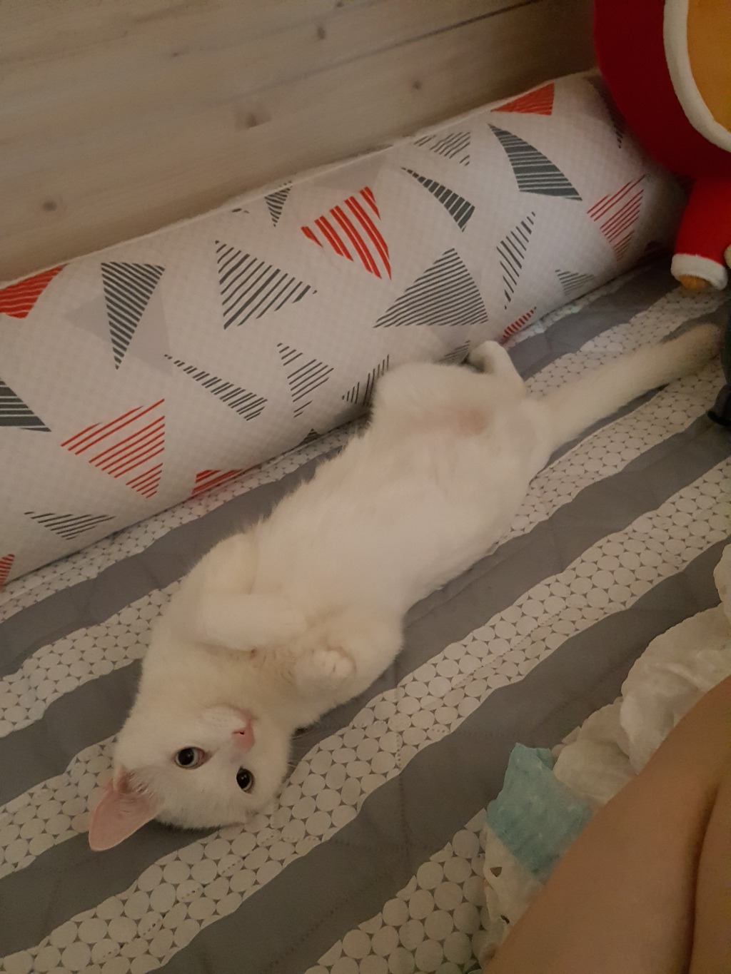 차차네 이미지