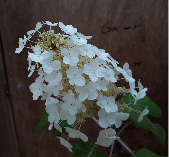 황금국수 이미지