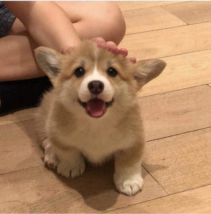 심장을 폭행하는 댕댕이 | 인스티즈