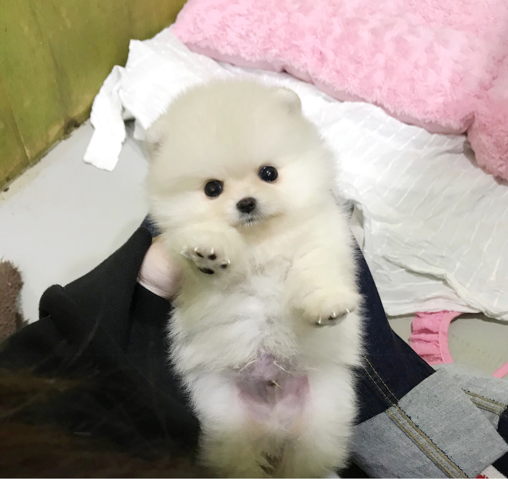 솜사탕 이미지