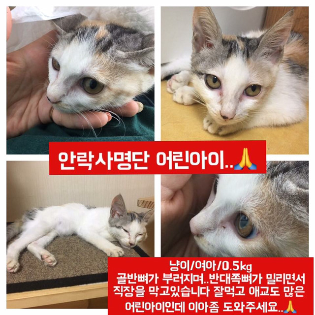 안락사명단 아이들 보고가줘ㅠㅠ 엄청많아.. | 인스티즈
