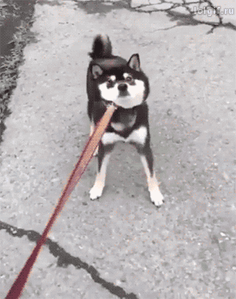 시바견 고집 부릴 때 꿀팁.GIF | 인스티즈