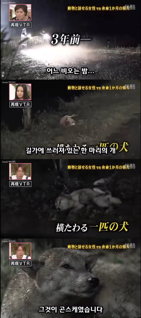 사고로 하반신 마비가되자 주인에게 비참하게 버림받은 시바견 사연 (애니멀 커뮤니케이터 하이디) | 인스티즈
