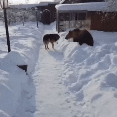 러시아에서 개로 산다는 것.gif | 인스티즈
