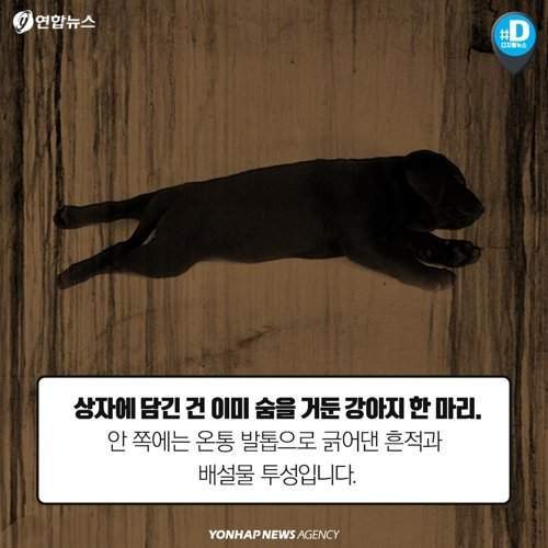 택배 상자 안에서 죽어가는 반려동물들 | 인스티즈