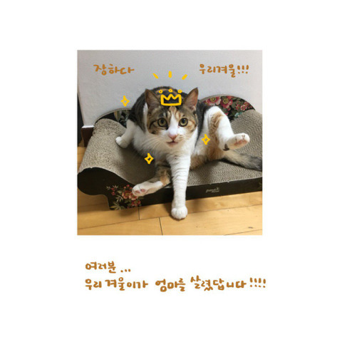 은혜갚은 고양이 | 인스티즈