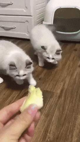 두리안 냄새를 맡은 댕댕이와 냥이들.gif | 인스티즈