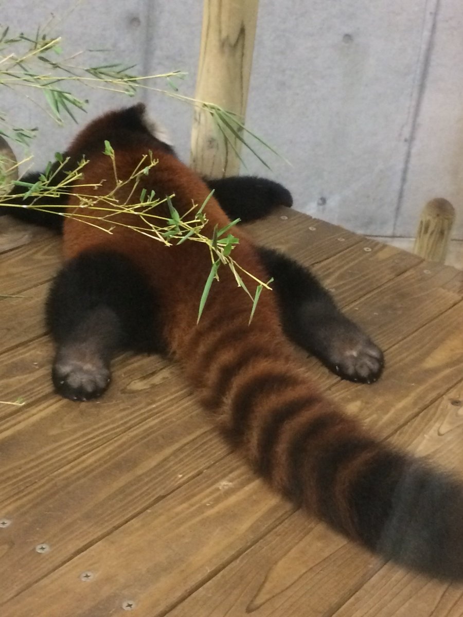 레서팬더 | 인스티즈