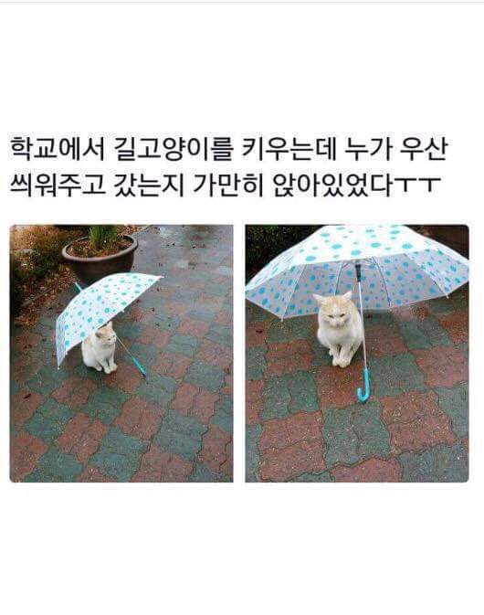가만히있는 고양이 | 인스티즈
