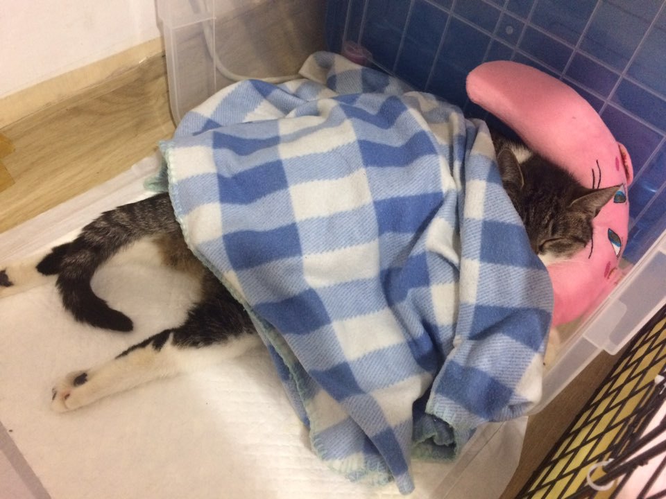 박스안에서 버려진채 떨고있던 고양이 쿠키를 도와주세요! +따뜻한 가족이되어줄 입양처를 찾습니다! | 인스티즈