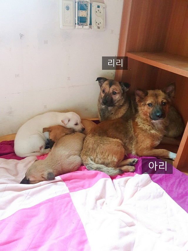 사설 유기견 보호소에 철거 명령이 떨어졌습니다ㅠㅠ관심부탁드려요!! (입양홍보) | 인스티즈