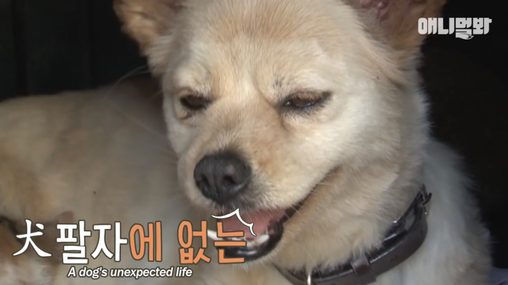 아기 고양이를 능숙하게 키우는 강아지의 사연은? | 인스티즈