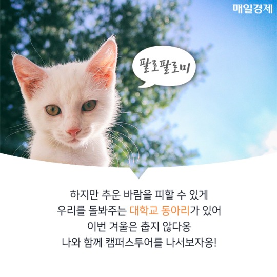 캠퍼스 고양이의 따뜻한 겨울나기 | 인스티즈