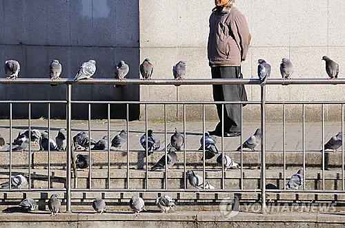 태국서 함부로 비둘기에 모이 줬다가는 철창신세? | 인스티즈