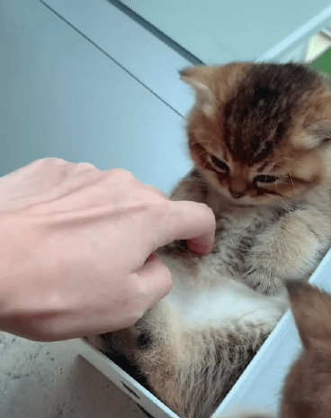 고양이 간지럽히기.GIF | 인스티즈