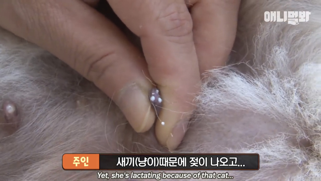 아기 고양이를 능숙하게 키우는 강아지의 사연은? | 인스티즈