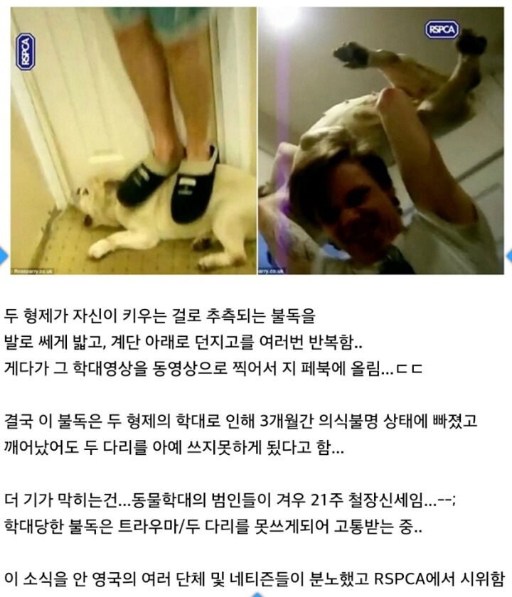영국에서 일어난 강아지 학대 사건 (학대사진주의) | 인스티즈