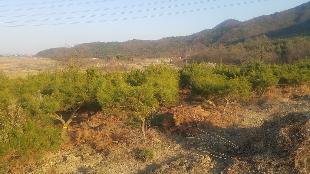 소나무 이미지