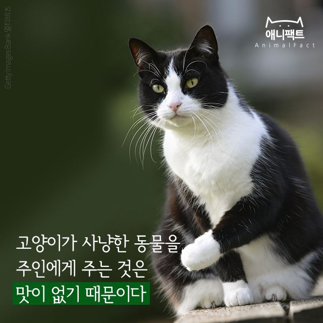 고양이가 사냥한 동물을 주인에게 주는 것은 | 인스티즈