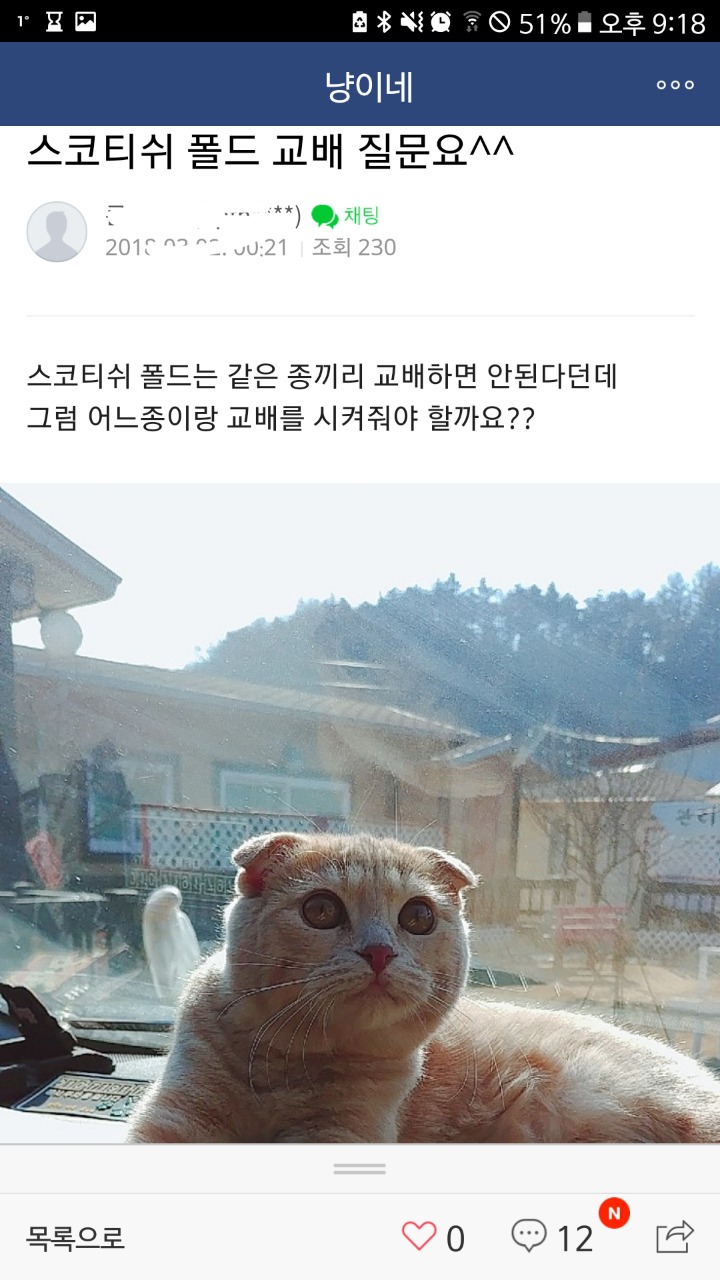 품종묘 교배.분양하는 네이버카페(냥이네) | 인스티즈