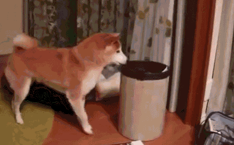 어이없어서 피식하게되는 개고양이들.gif | 인스티즈