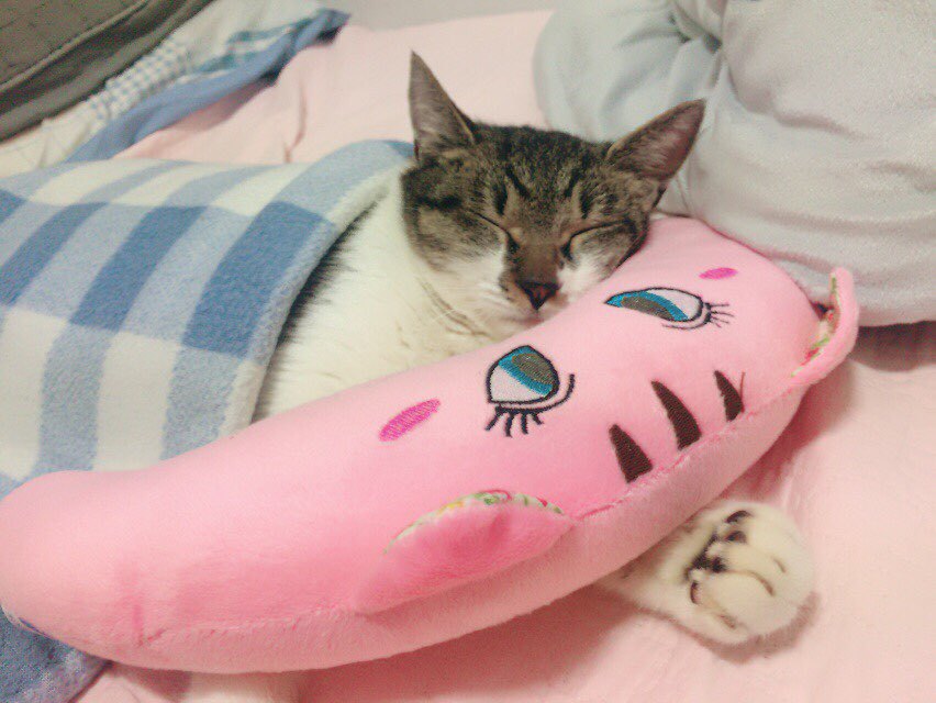 박스안에서 버려진채 떨고있던 고양이 쿠키의 평생을 함께 할수있는 따뜻한가족을 찾습니다! | 인스티즈