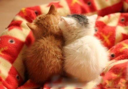 고양이 뒷모습 | 인스티즈
