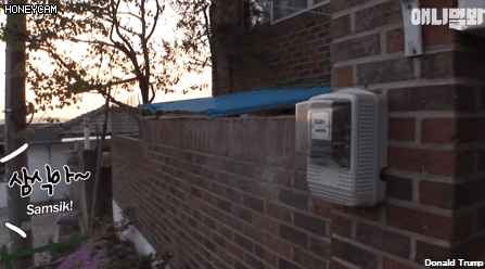 모른척 지나가면 짖는 삼식이.jpg | 인스티즈