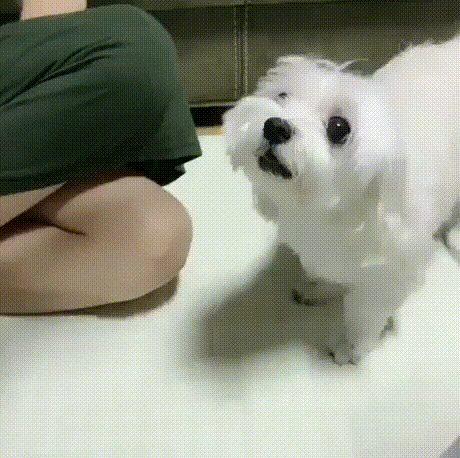 귀여운 댕댕이 모음 | 인스티즈