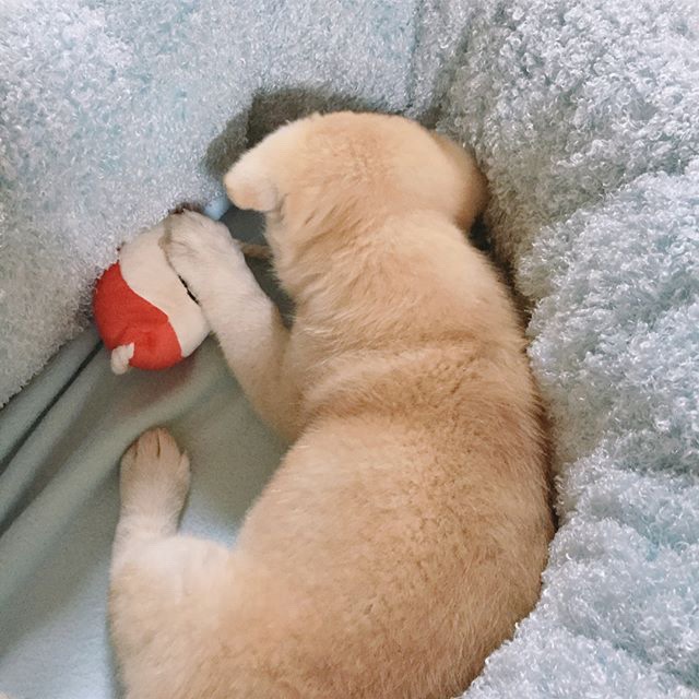 포동포동 이미지