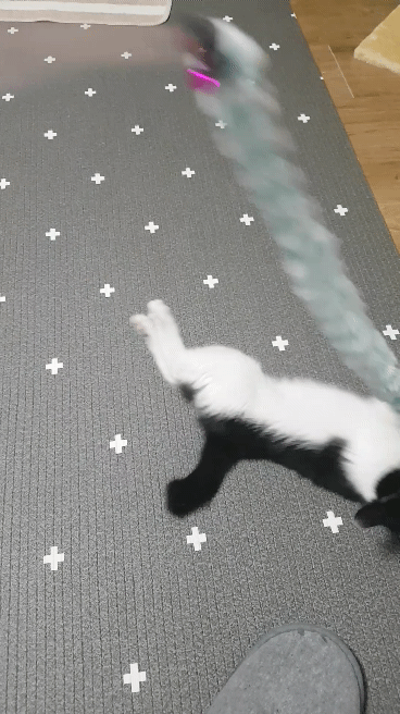 고양이 낚싯대 | 인스티즈