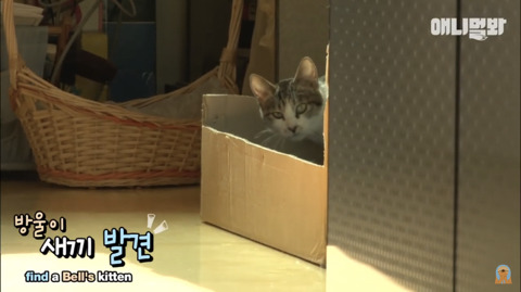 새끼고양이 열마리 키우는 엄마냥이 | 인스티즈