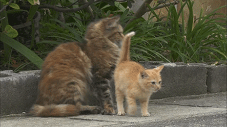 동물다큐 촬영 중 일어난 사건 ㄷㄷㄷ.gif | 인스티즈