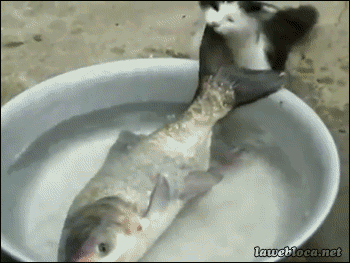 댕댕이와 냥이의 차이.gif | 인스티즈