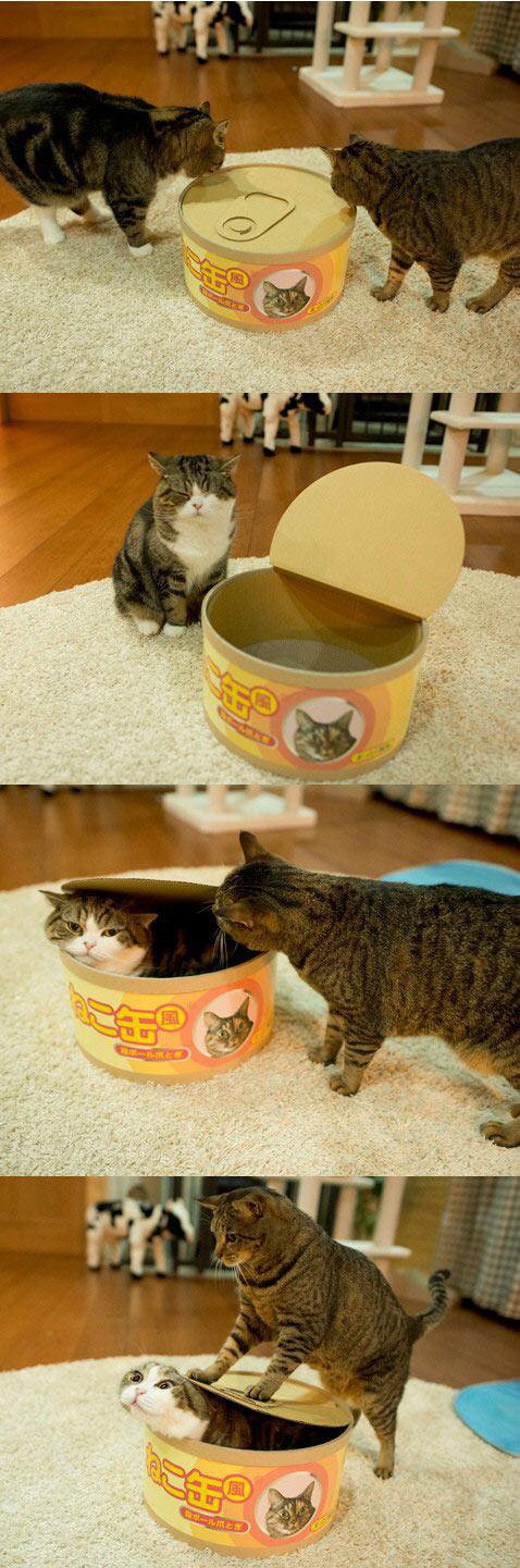 고양이 잇아이템 | 인스티즈