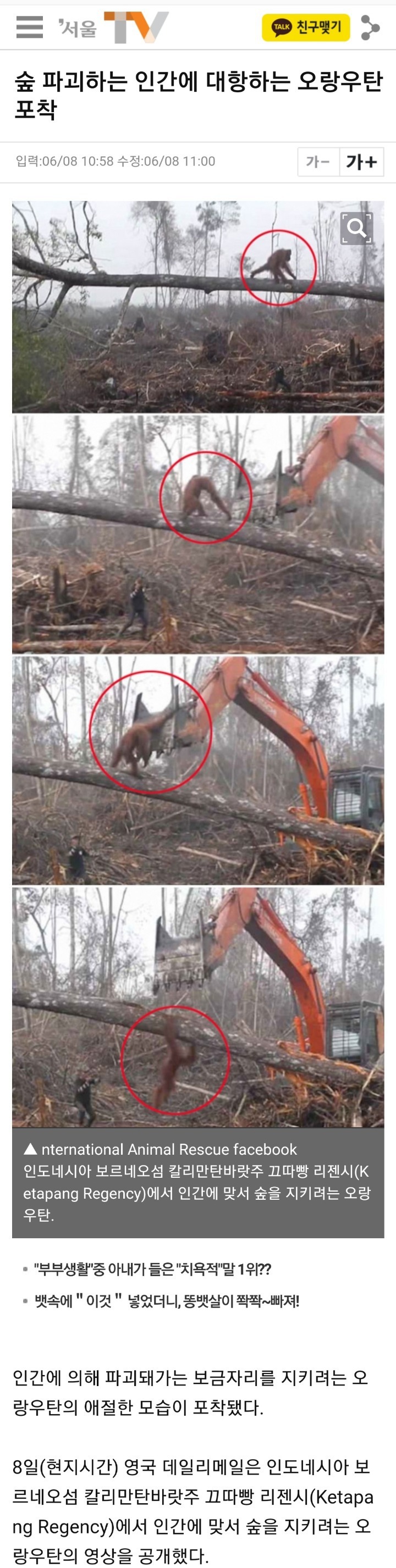 인간에 대항하는 오랑우탄 | 인스티즈
