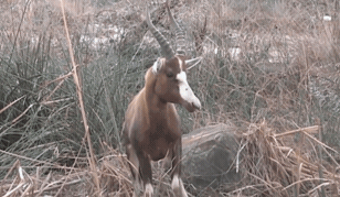 사자와 호랑이의 사냥 테크닉 비교.gif | 인스티즈