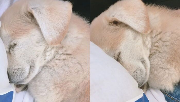 졸리면 아무데서나 잘 자는 절미.jpg | 인스티즈