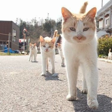 굉장히 화가나보이는 냥냥이 | 인스티즈