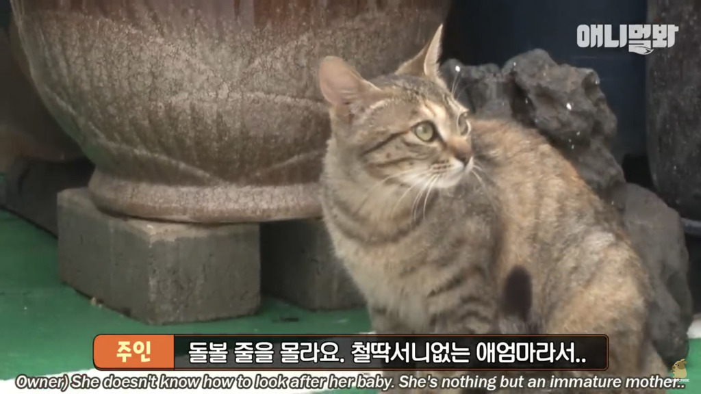 아기 고양이를 능숙하게 키우는 강아지의 사연은? | 인스티즈