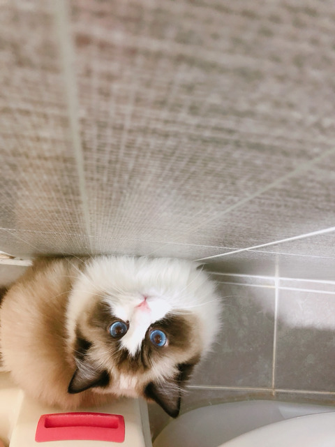 까치구경하는 고양이 | 인스티즈