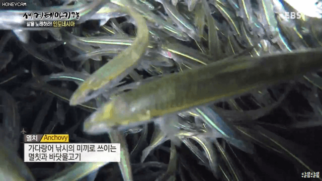 인도네시아 참치잡이 | 인스티즈