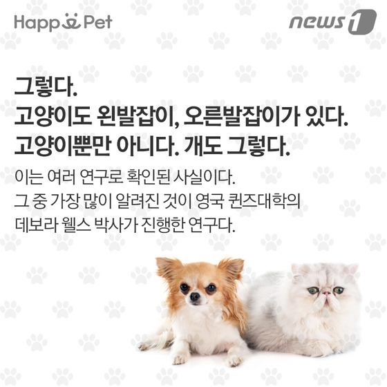 우리 개·고양이는 왼발잡이? 오른발잡이? | 인스티즈