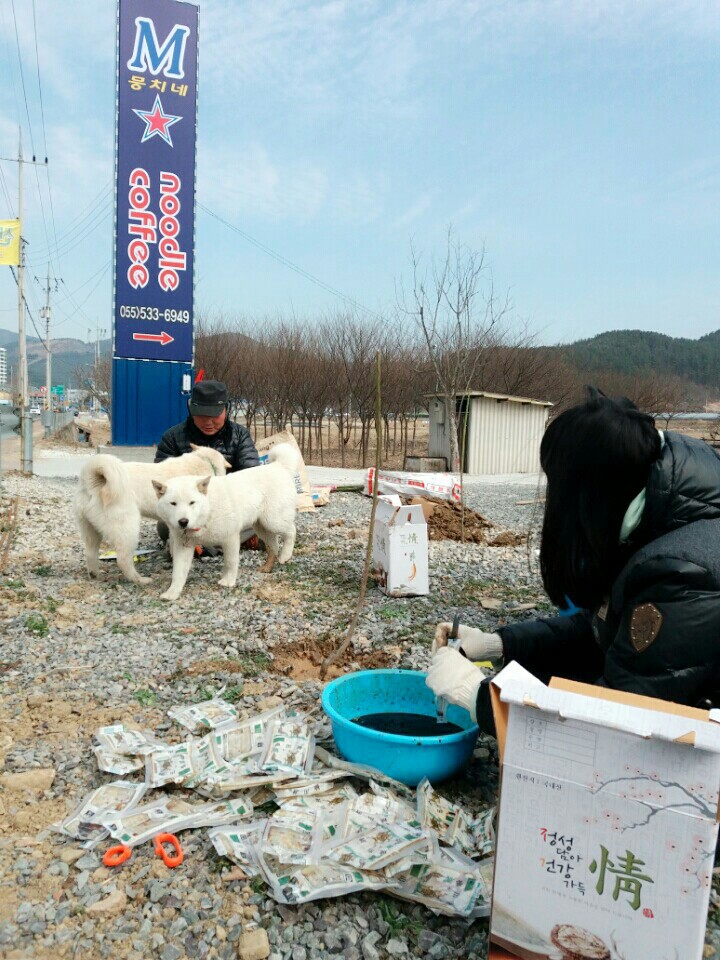 혹시 창녕 매실이 사건알아?부탁이야 우리 백구도 누가데려가버렸어. 나 우리 백구도 이렇게 잃으면 죽어버릴거야. 혹시 우리백구 본사람 임보라도 해줘 부탁 | 인스티즈