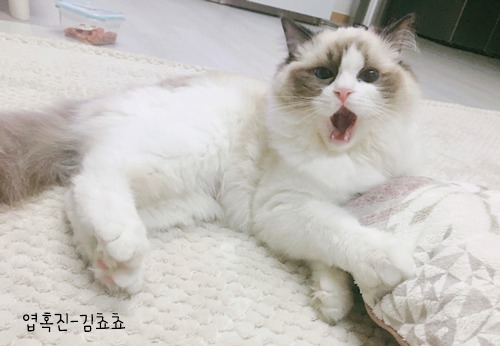 랙돌 고양이 쵸쵸의 매력에 빠져들것이다 | 인스티즈