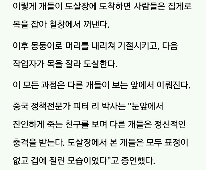 도살장으로 가는 트럭 안에서 태어난 아기 강아지 | 인스티즈