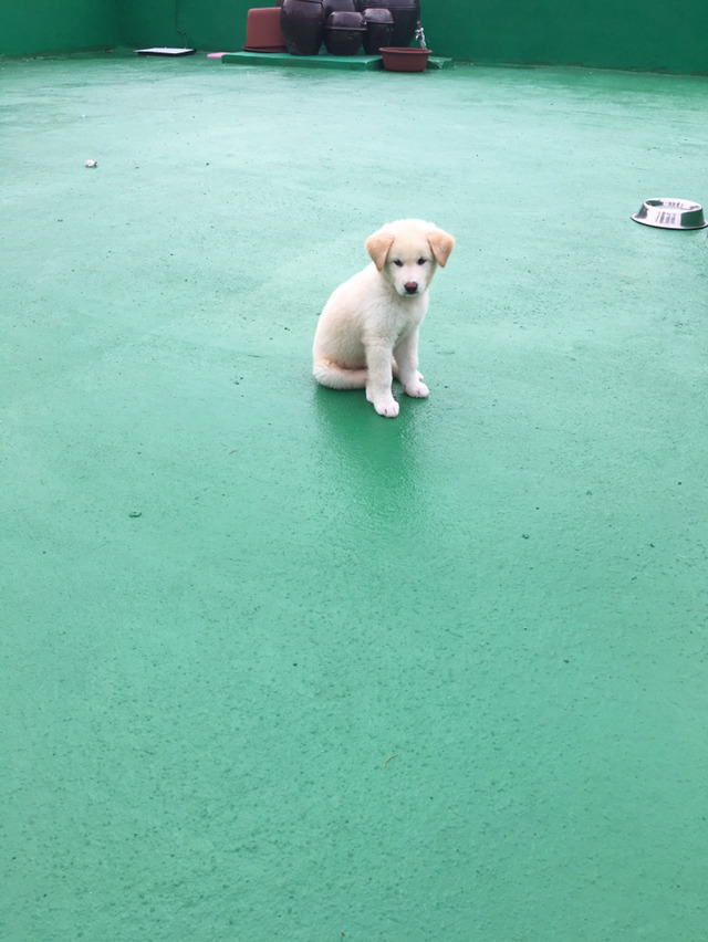 똥강아지 이미지