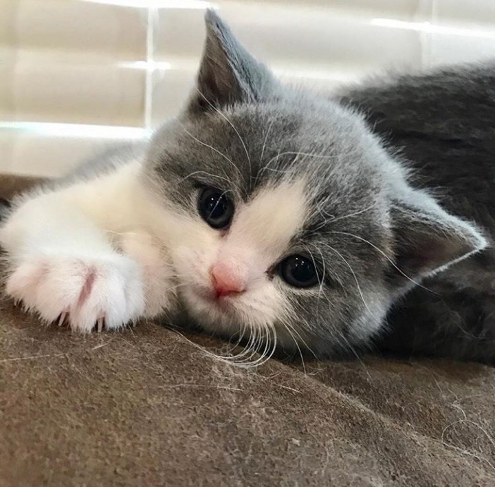 귀여운 고양이.jpg | 인스티즈