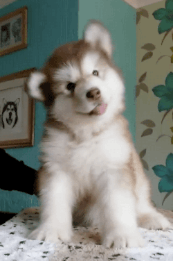 도리도리.gif | 인스티즈