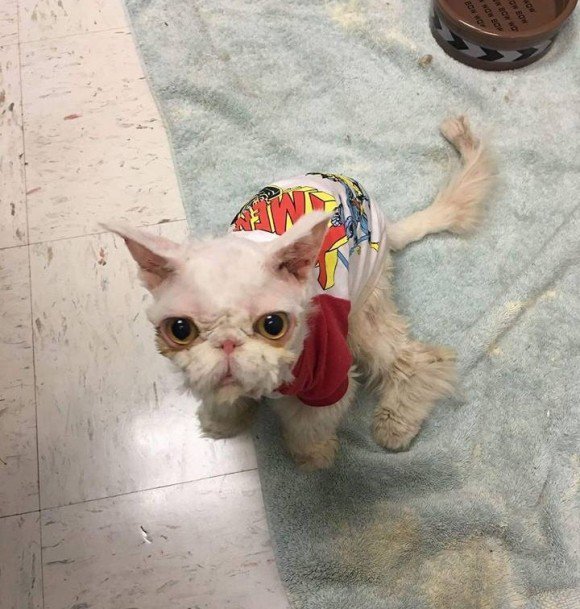 나이 많은 주인이 죽은 뒤 홀로 살아온 고양이.jpg | 인스티즈